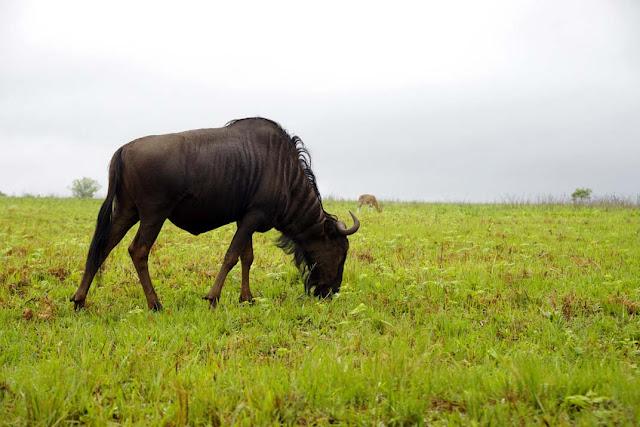 Salir de Swazilandia es sencillo Salir de Swazilandia es sencillo