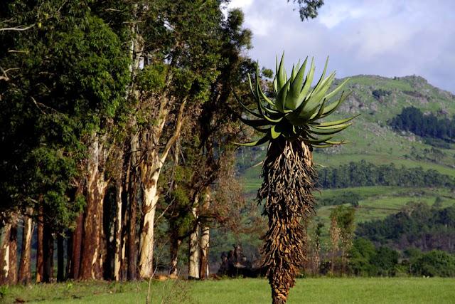 Salir de Swazilandia es sencillo Salir de Swazilandia es sencillo