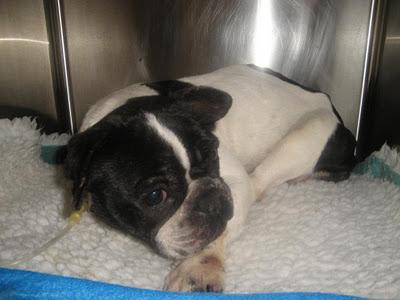 Amelia, una bulldog Francés que necesita ayuda. Amelia, una bulldog Francés que necesita ayuda.