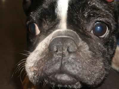 Amelia, una bulldog Francés que necesita ayuda. Amelia, una bulldog Francés que necesita ayuda.