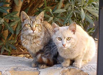 MUY URGENTE, gatitos en peligro de ser envenenados (MURCIA)