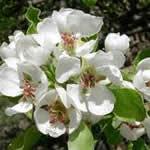 peral plantas medicinales peral plantas medicinales