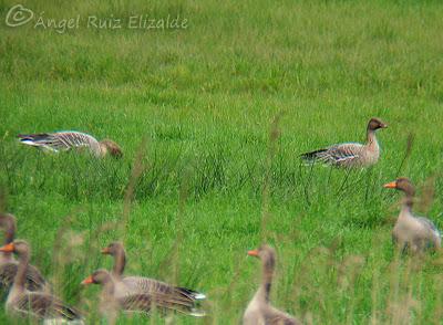 Piquicortos y pescadora... Piquicortos y pescadora...
