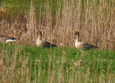 Piquicortos y pescadora... Piquicortos y pescadora...