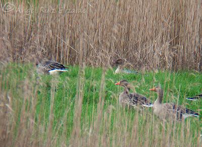 Piquicortos y pescadora... Piquicortos y pescadora...