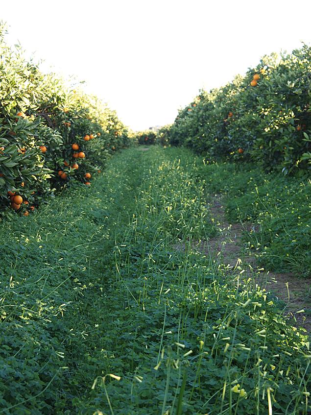 Falda asimétrica Falda asimétrica