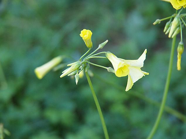 Falda asimétrica Falda asimétrica