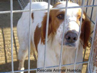 URGE ADOPCIÓN PARA CORAL (PERRERA DE HUESCA),