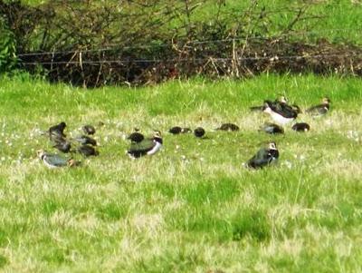 Las aves del frío