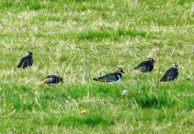 Las aves del frío