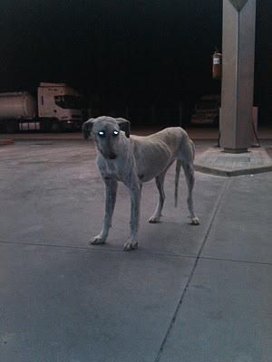 NECESITA AYUDA PARA COGERLA, TIENE ACOGIDA, sigue en la calle Cruce de galga en los huesos en gasolinera de pueblo de Sevilla preñada.