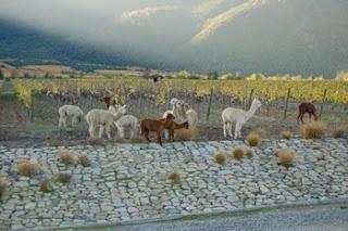 Viña Emiliana obtiene certificación de comercio justo para toda su producción propia Viña Emiliana obtiene certificación de comercio justo para toda su producción propia