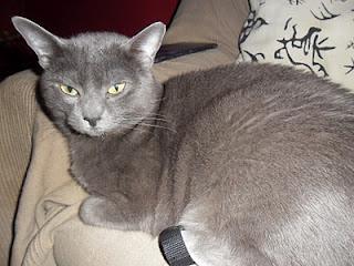 Fundas para las brochas Fundas para las brochas