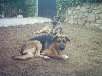 DOS PASTORES ALEMANES. UNOS 5 AÑOS ? (GRANADA).