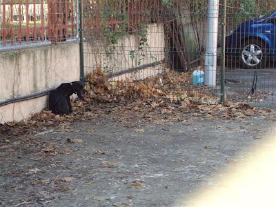 Monina, una perrita aterrada en la perrera. Su anterior dueño la tuvo siempre atada y aislada. SOS Madrid.