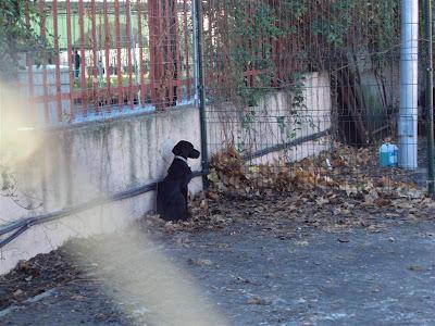 Monina, una perrita aterrada en la perrera. Su anterior dueño la tuvo siempre atada y aislada. SOS Madrid.