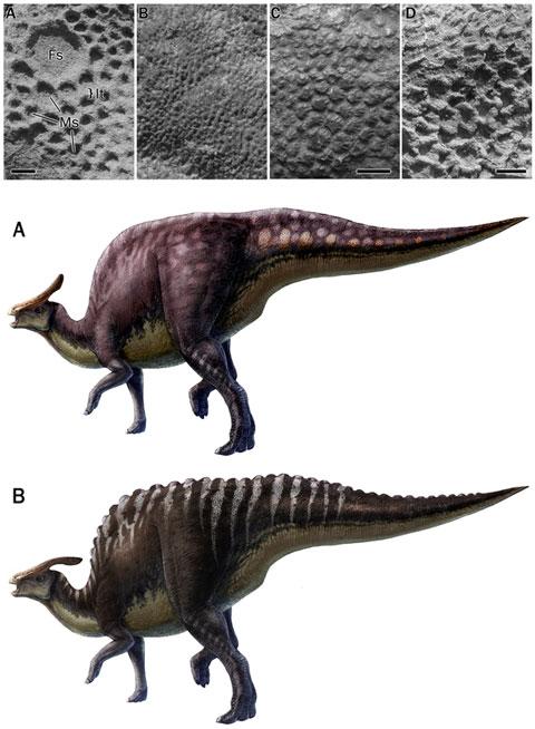 La piel distingue a dos especies de dinosaurio