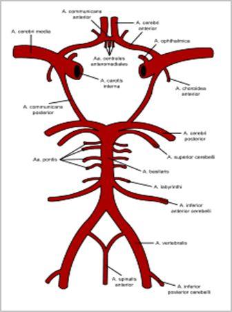 El tratamiento del accidente cerebrovascular en la encrucijada