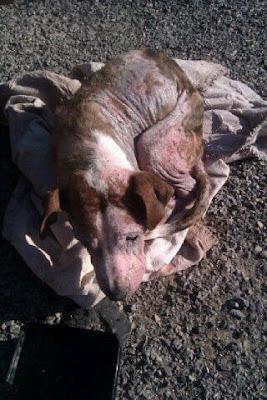 Perro en muy malas condiciones en Naquera. Necesita acogida urgente