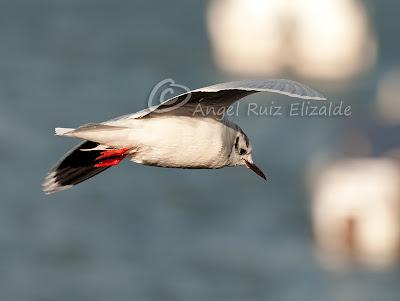Gavioteo en la Bahía de Santander... Gavioteo en la Bahía de Santander...