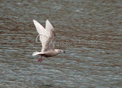 Gavioteo en la Bahía de Santander... Gavioteo en la Bahía de Santander...