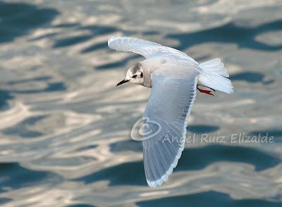 Gavioteo en la Bahía de Santander... Gavioteo en la Bahía de Santander...