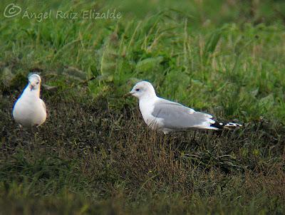 Gavioteo en la Bahía de Santander... Gavioteo en la Bahía de Santander...