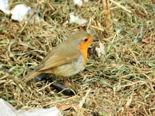 Petirrojos en busca de comida