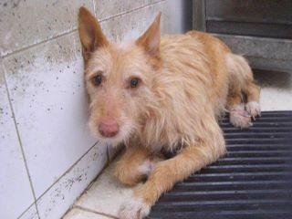 TAMY, PODENQUITA PROBABLEMENTE PREÑADA EN PERRERA BADAJOZ,URGENTE