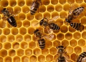 honeycomb Sobre princesas, abejas y matemáticas