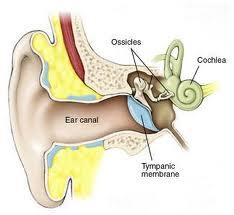 REFLEXOLOGIA EN LOS VERTIGOS-MAREOS-ACUFENOS Y TINNITUS