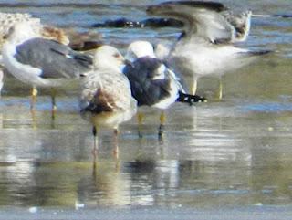 ¿Retornan ya las gaviotas sombrías? ¿Retornan ya las gaviotas sombrías?