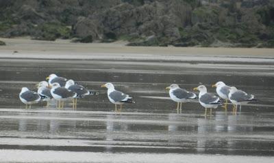 ¿Retornan ya las gaviotas sombrías? ¿Retornan ya las gaviotas sombrías?