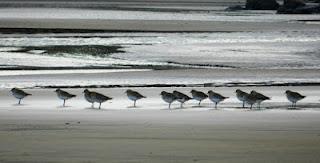 ¿Retornan ya las gaviotas sombrías? ¿Retornan ya las gaviotas sombrías?
