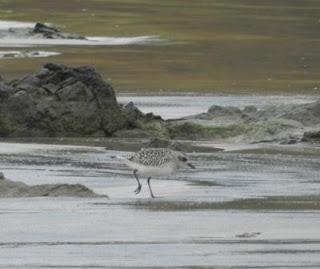 ¿Retornan ya las gaviotas sombrías? ¿Retornan ya las gaviotas sombrías?