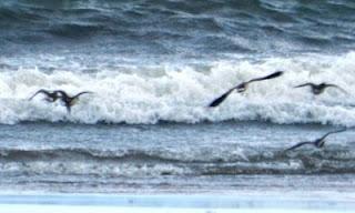 ¿Retornan ya las gaviotas sombrías? ¿Retornan ya las gaviotas sombrías?