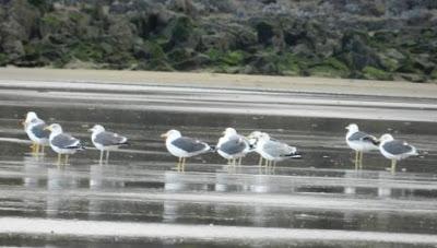 ¿Retornan ya las gaviotas sombrías? ¿Retornan ya las gaviotas sombrías?