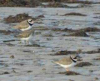 ¿Retornan ya las gaviotas sombrías? ¿Retornan ya las gaviotas sombrías?