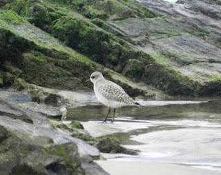 ¿Retornan ya las gaviotas sombrías? ¿Retornan ya las gaviotas sombrías?