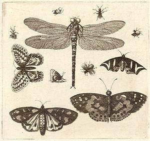 Wenceslas Hollar - A dragonfly, ladybirds, and...