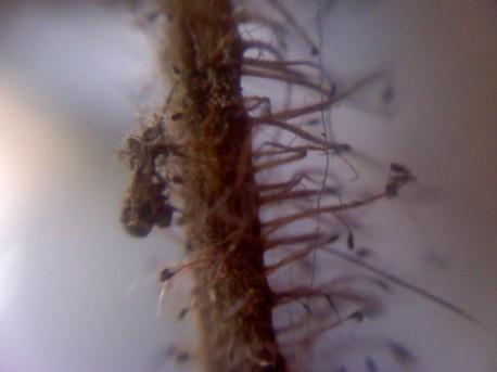 iblyef Convertir un móvil en un microscopio