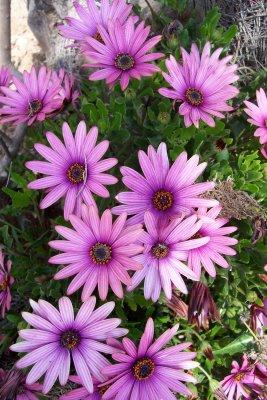 Trucos para que las flores duren más tiempo. como conservar las flores en jarrones por mas tiempo