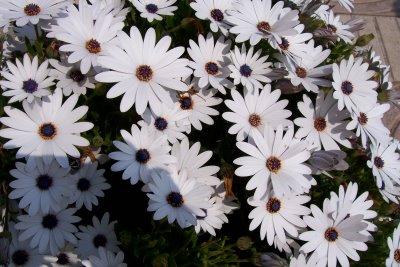 Trucos para que las flores duren más tiempo. conservar los ramos de flores mucho tiempo