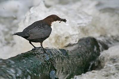 El mirlo acuático, el nuevo enemigo de los pescadores asturianos El mirlo acuático, el nuevo enemigo de los pescadores asturianos