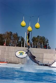 CETÁCEOS: LOS GRANDES SIMIOS DEL OCÉANO. CETÁCEOS: LOS GRANDES SIMIOS DEL OCÉANO.