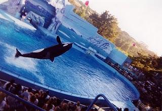 CETÁCEOS: LOS GRANDES SIMIOS DEL OCÉANO. CETÁCEOS: LOS GRANDES SIMIOS DEL OCÉANO.