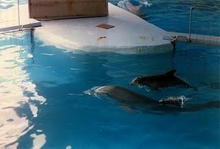 CETÁCEOS: LOS GRANDES SIMIOS DEL OCÉANO. CETÁCEOS: LOS GRANDES SIMIOS DEL OCÉANO.