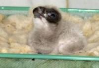 Nace el primer quebrantahuesos de la temporada en Cazorla Nace el primer quebrantahuesos de la temporada en Cazorla