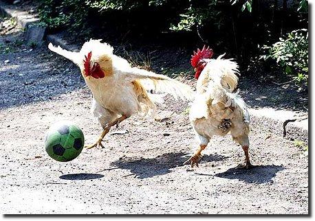 gallinas jugando al futbol Me gusta el fútbol