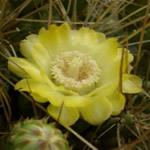Espina colorada cactus fotos
